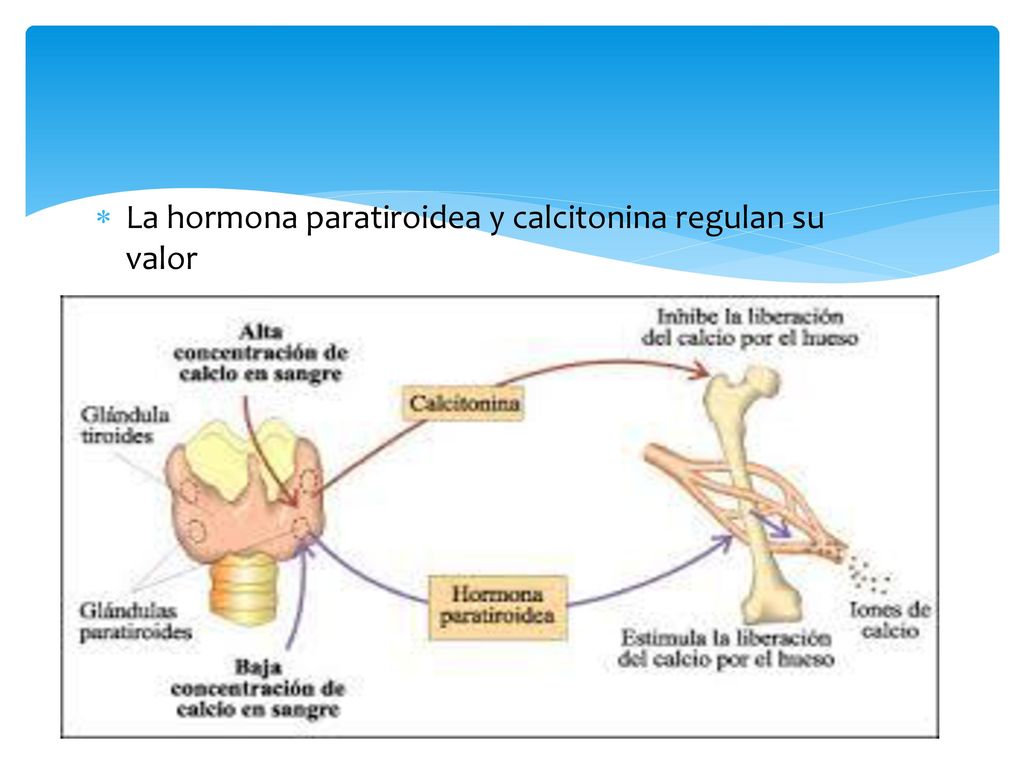 La hormona paratiroidea y calcitonina regulan su valor