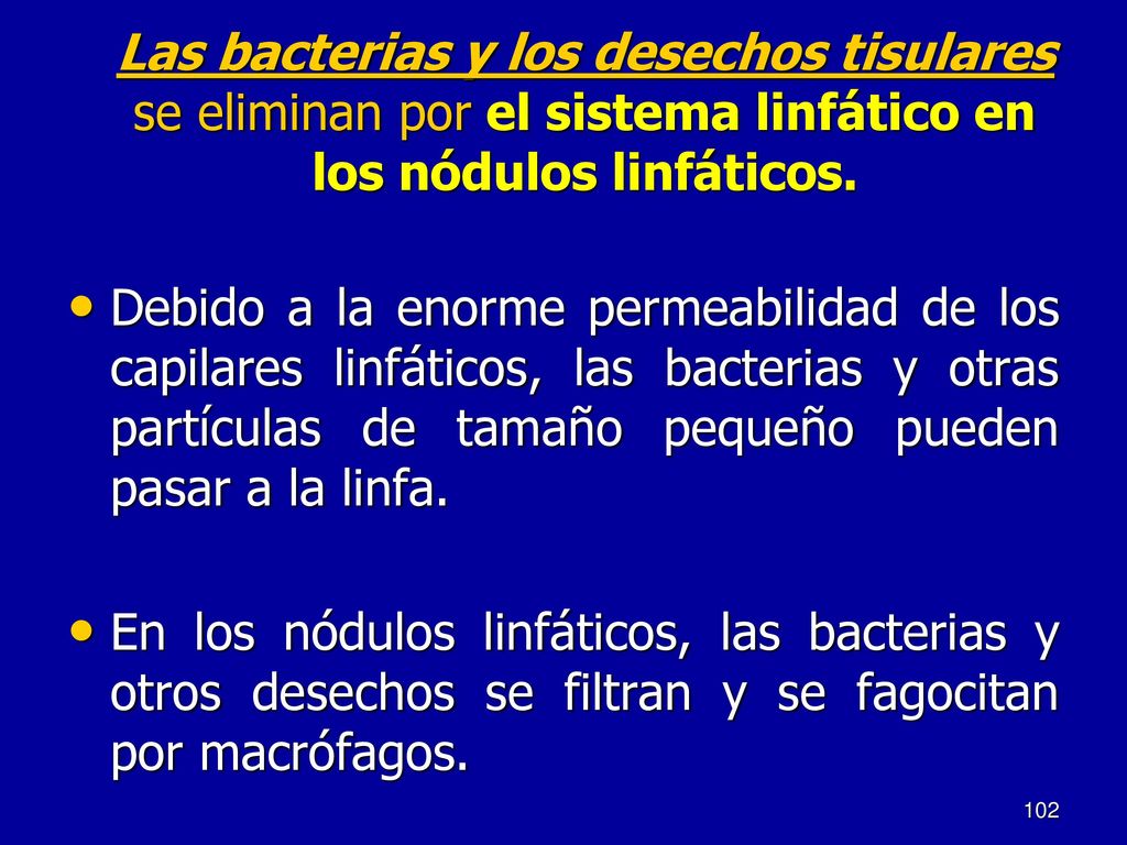 Las bacterias y los desechos tisulares se eliminan por el sistema linfático en los nódulos linfáticos.