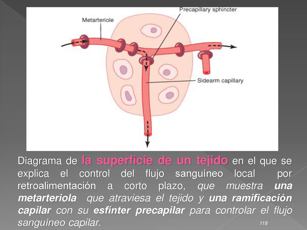 Diagrama de la superficie de un tejido en el que se explica el control del flujo sanguíneo local por retroalimentación a corto plazo, que muestra una metarteriola que atraviesa el tejido y una ramificación capilar con su esfínter precapilar para controlar el flujo sanguíneo capilar.