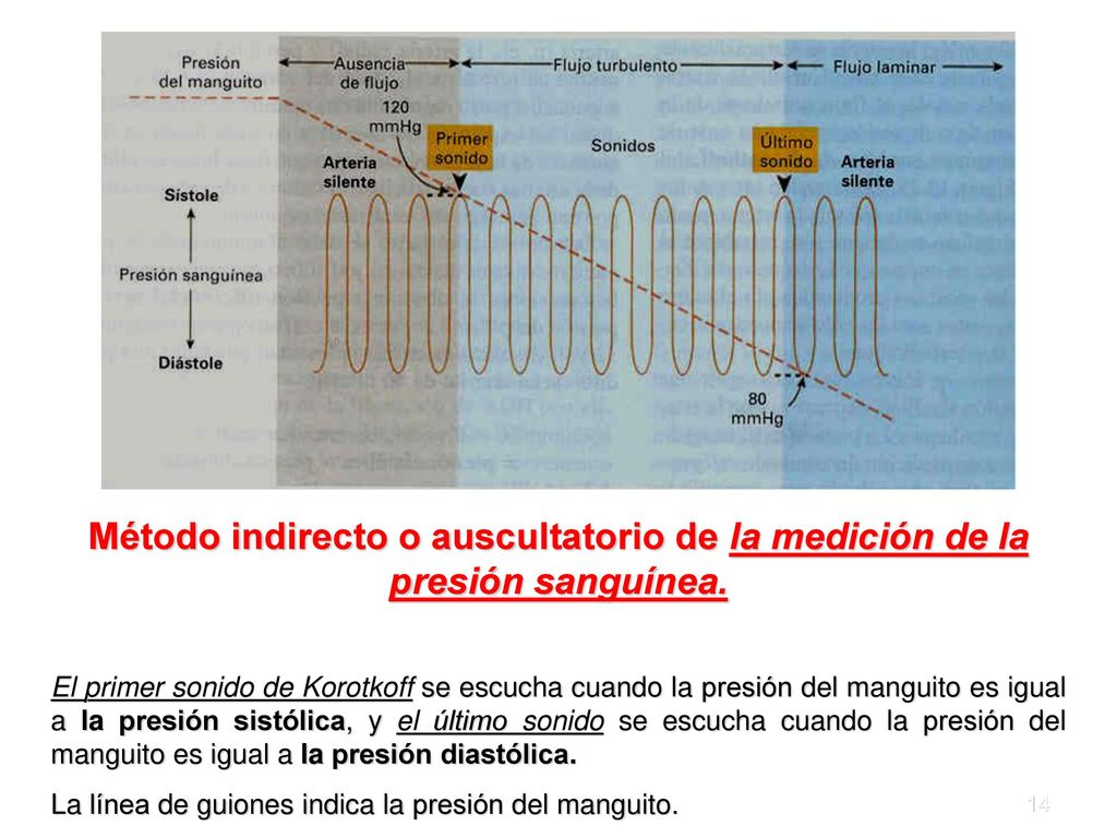 Método indirecto o auscultatorio de la medición de la presión sanguínea.