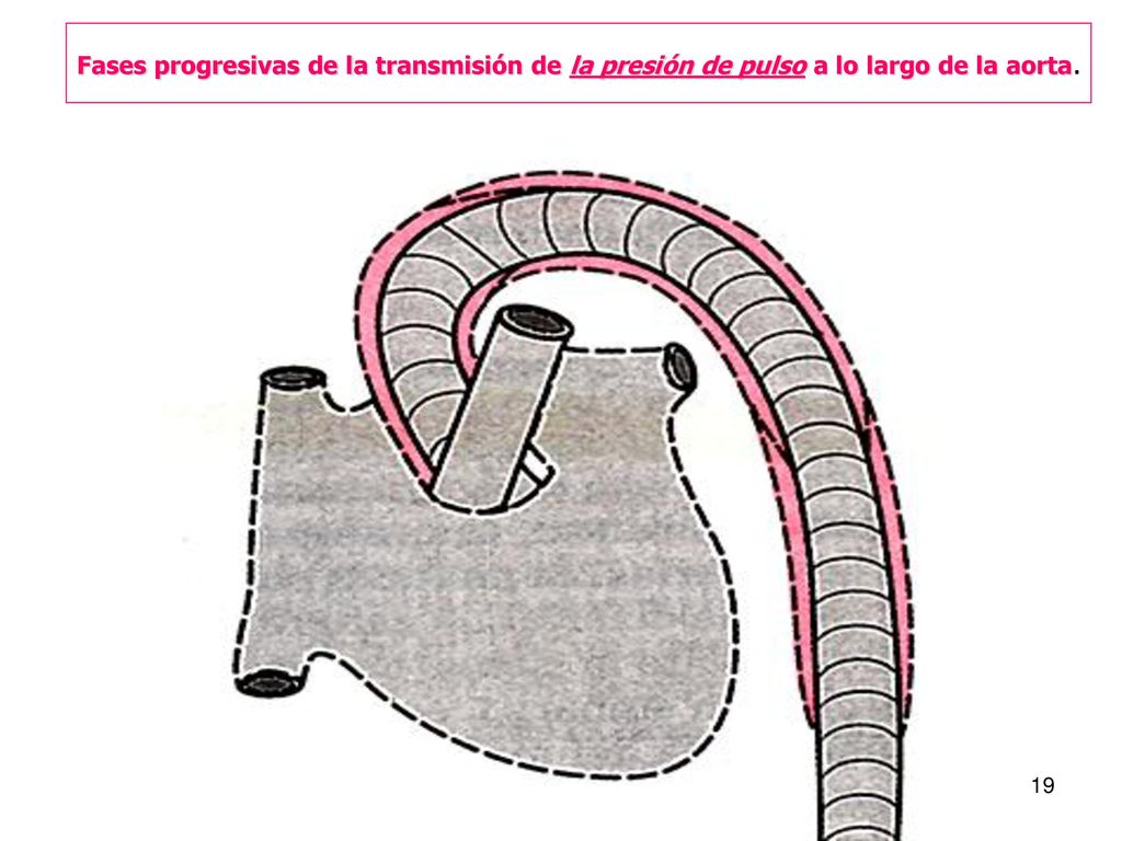 Fases progresivas de la transmisión de la presión de pulso a lo largo de la aorta.