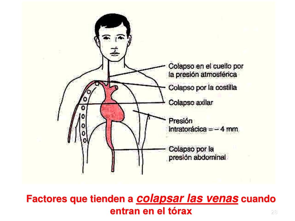 Factores que tienden a colapsar las venas cuando entran en el tórax