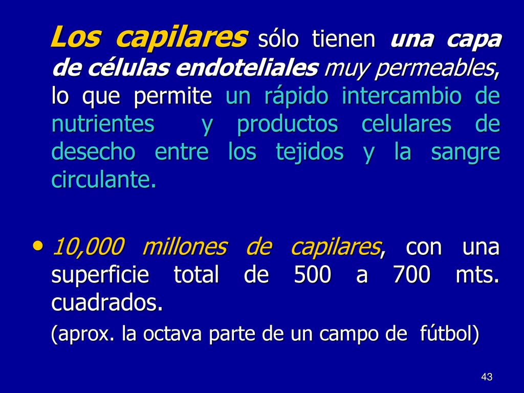 Los capilares sólo tienen una capa de células endoteliales muy permeables, lo que permite un rápido intercambio de nutrientes y productos celulares de desecho entre los tejidos y la sangre circulante.