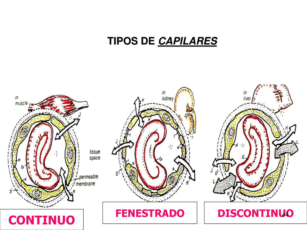 TIPOS DE CAPILARES FENESTRADO DISCONTINUO CONTINUO