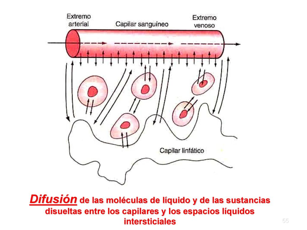Difusión de las moléculas de líquido y de las sustancias disueltas entre los capilares y los espacios líquidos intersticiales