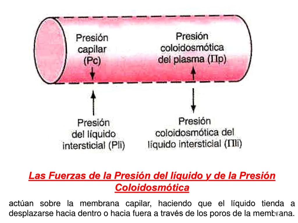Las Fuerzas de la Presión del líquido y de la Presión Coloidosmótica