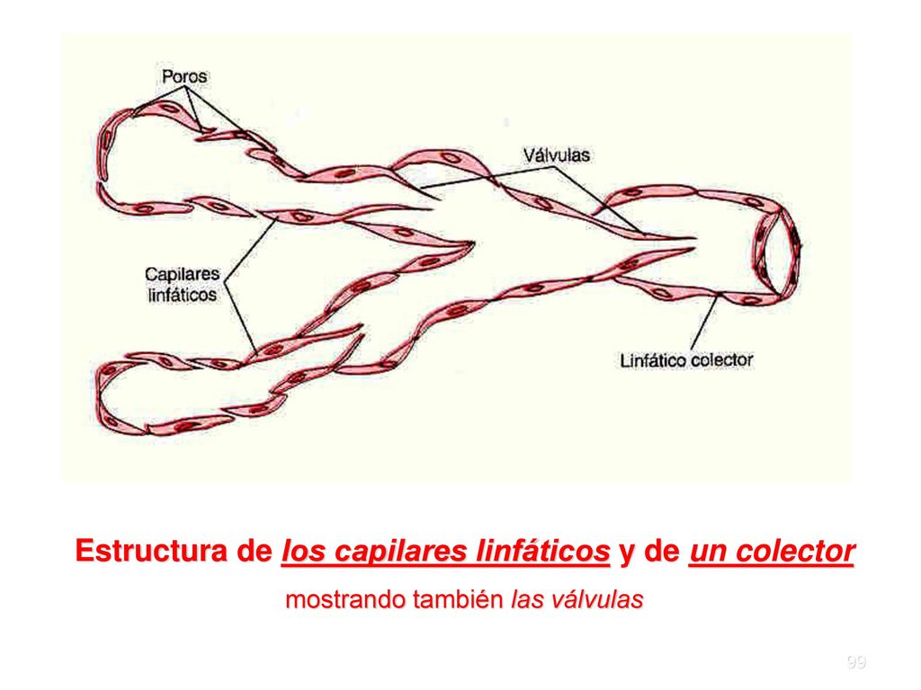 Estructura de los capilares linfáticos y de un colector