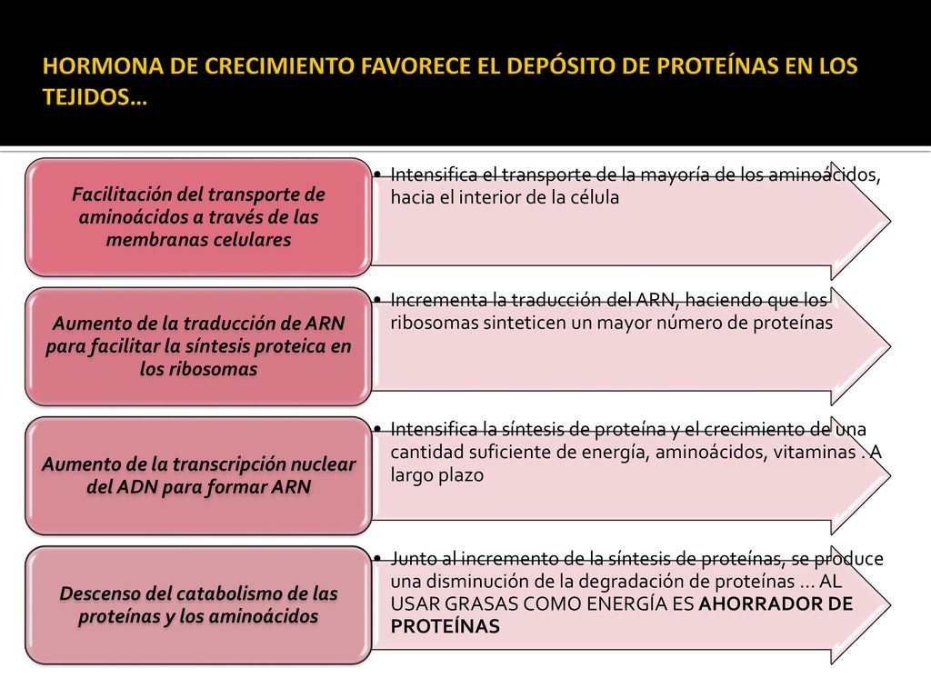 HORMONA DE CRECIMIENTO FAVORECE EL DEPÓSITO DE PROTEÍNAS EN LOS TEJIDOS…