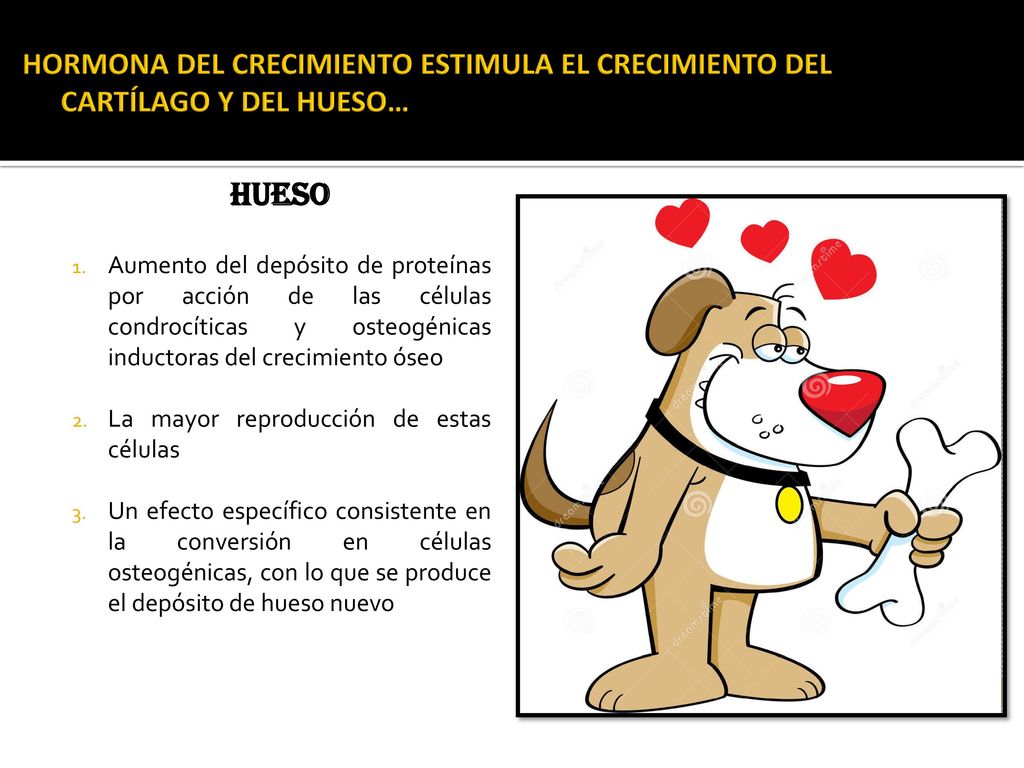HORMONA DEL CRECIMIENTO ESTIMULA EL CRECIMIENTO DEL CARTÍLAGO Y DEL HUESO…