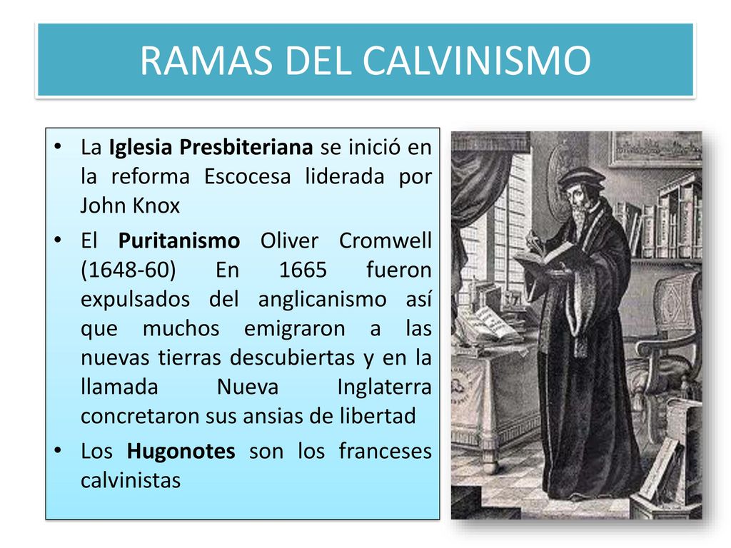 RAMAS DEL CALVINISMO La Iglesia Presbiteriana se inició en la reforma Escocesa liderada por John Knox.