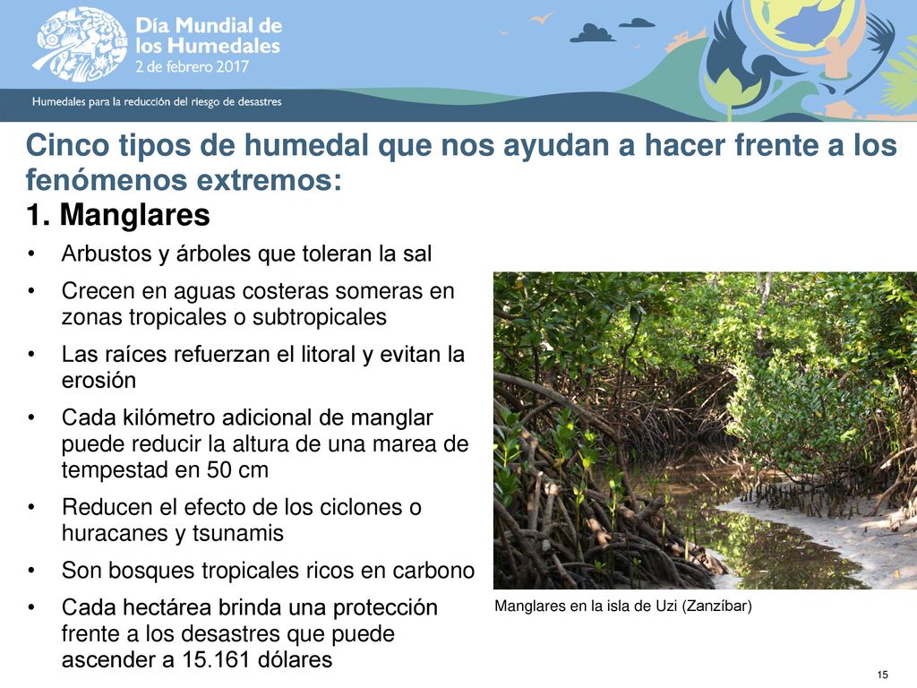 Cinco tipos de humedal que nos ayudan a hacer frente a los fenómenos extremos: 1. Manglares