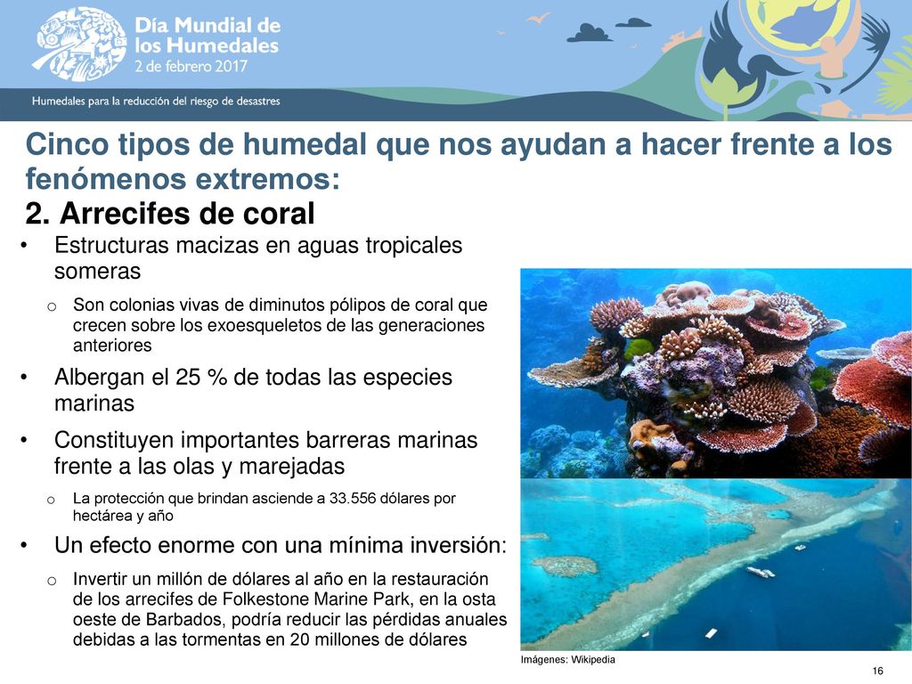 Cinco tipos de humedal que nos ayudan a hacer frente a los fenómenos extremos: 2. Arrecifes de coral