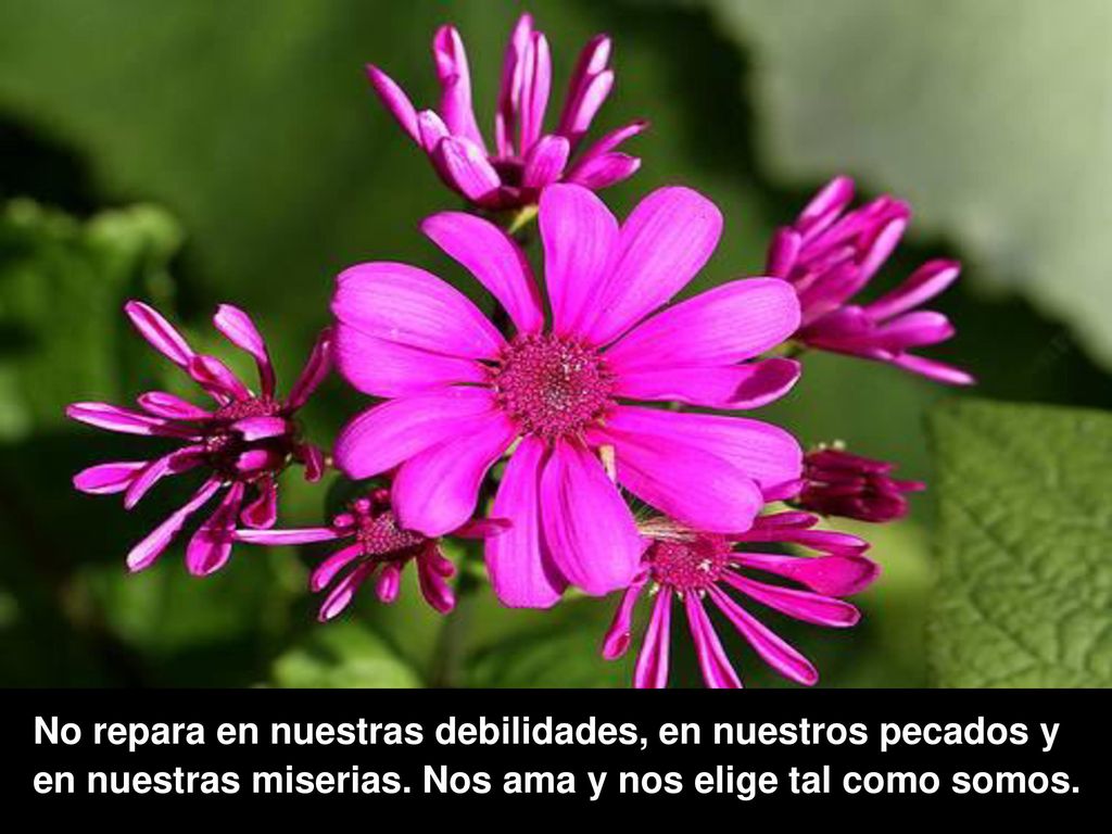 No repara en nuestras debilidades, en nuestros pecados y en nuestras miserias.