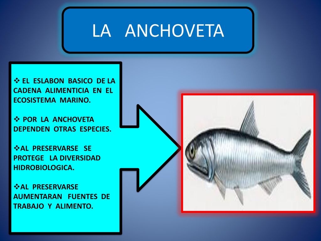 LA ANCHOVETA EL ESLABON BASICO DE LA CADENA ALIMENTICIA EN EL ECOSISTEMA MARINO. POR LA ANCHOVETA DEPENDEN OTRAS ESPECIES.