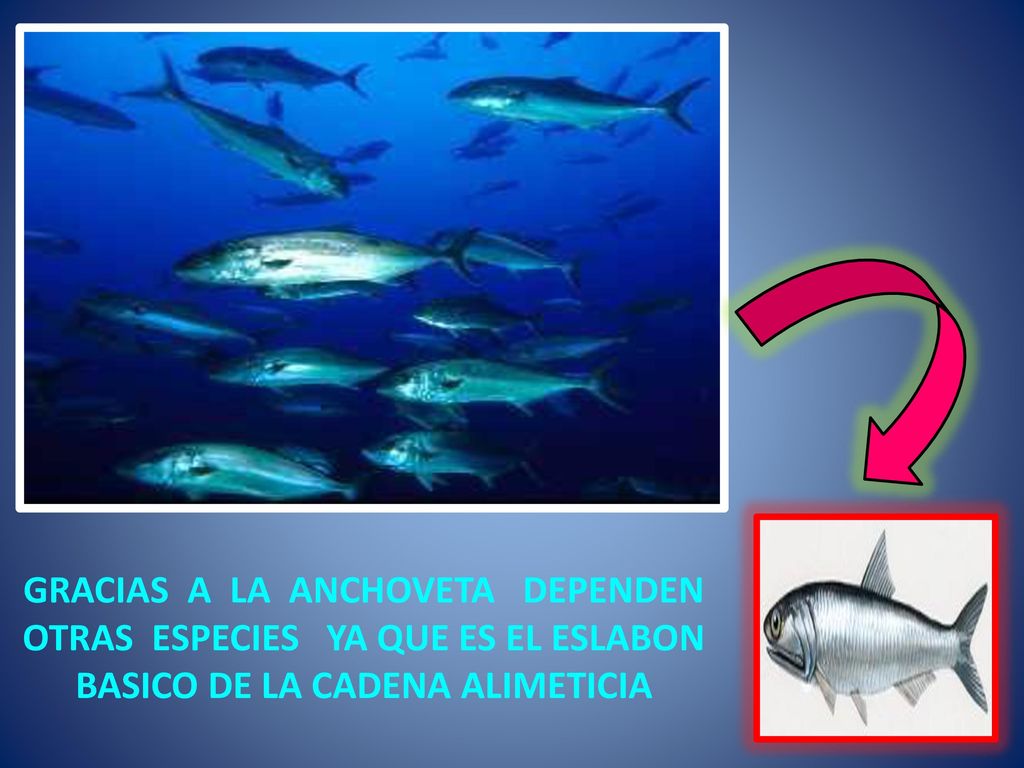 GRACIAS A LA ANCHOVETA DEPENDEN OTRAS ESPECIES YA QUE ES EL ESLABON BASICO DE LA CADENA ALIMETICIA