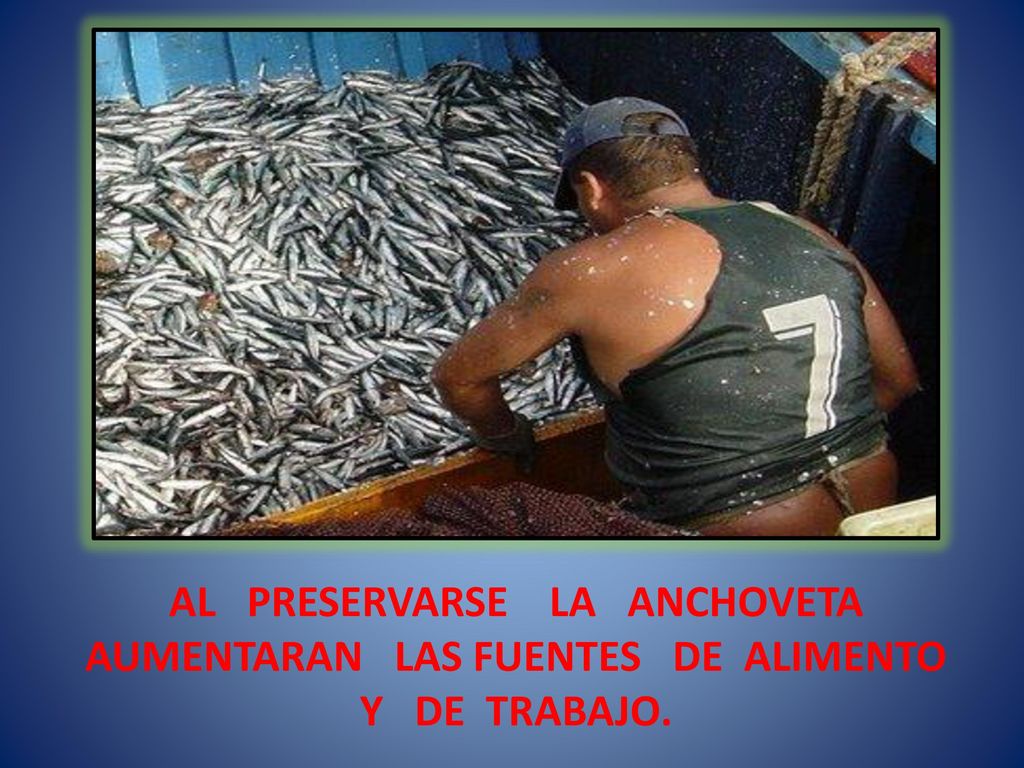AL PRESERVARSE LA ANCHOVETA AUMENTARAN LAS FUENTES DE ALIMENTO Y DE TRABAJO.