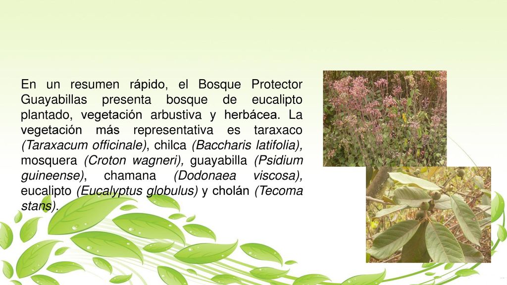 En un resumen rápido, el Bosque Protector Guayabillas presenta bosque de eucalipto plantado, vegetación arbustiva y herbácea.
