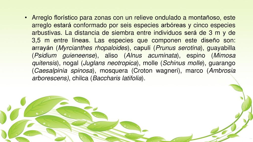Arreglo florístico para zonas con un relieve ondulado a montañoso, este arreglo estará conformado por seis especies arbóreas y cinco especies arbustivas.