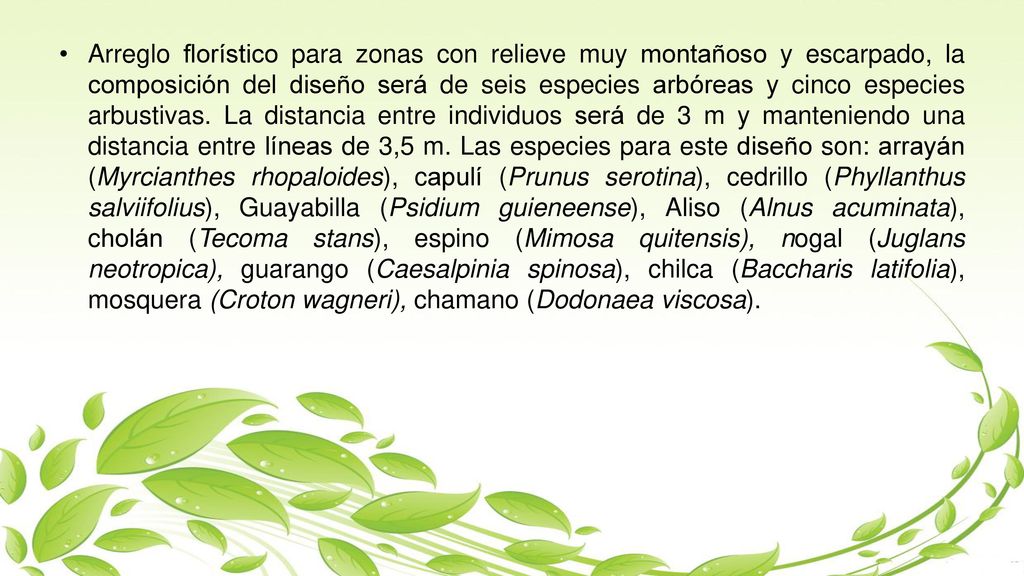 Arreglo florístico para zonas con relieve muy montañoso y escarpado, la composición del diseño será de seis especies arbóreas y cinco especies arbustivas.