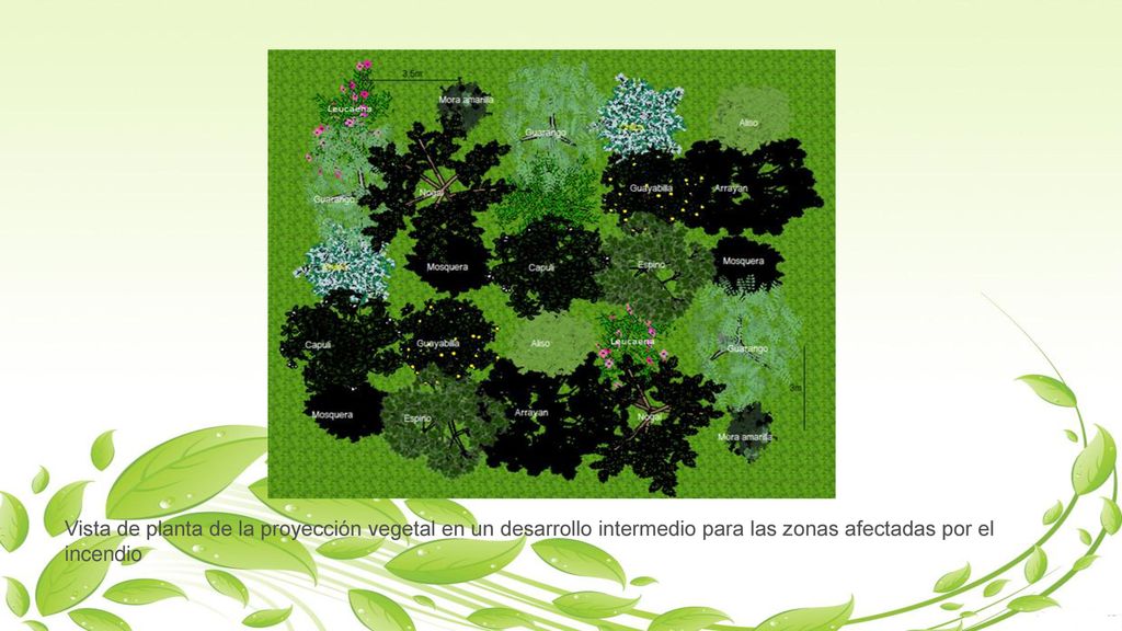 Vista de planta de la proyección vegetal en un desarrollo intermedio para las zonas afectadas por el incendio