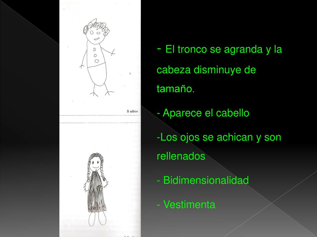 - El tronco se agranda y la cabeza disminuye de tamaño.