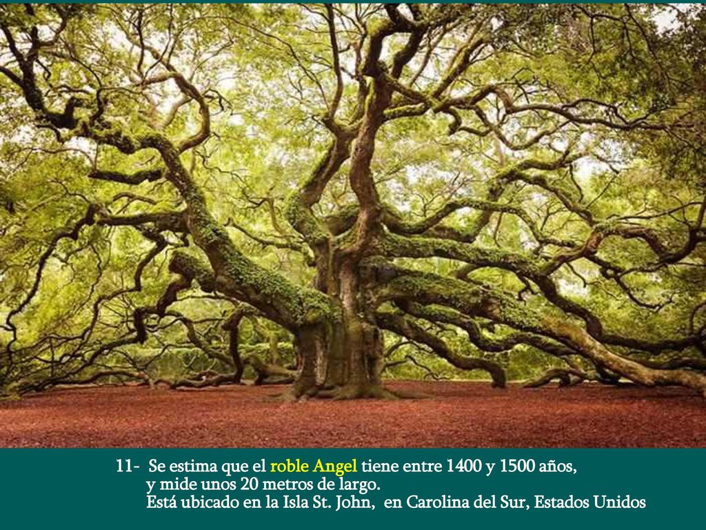 11- Se estima que el roble Angel tiene entre 1400 y 1500 años,