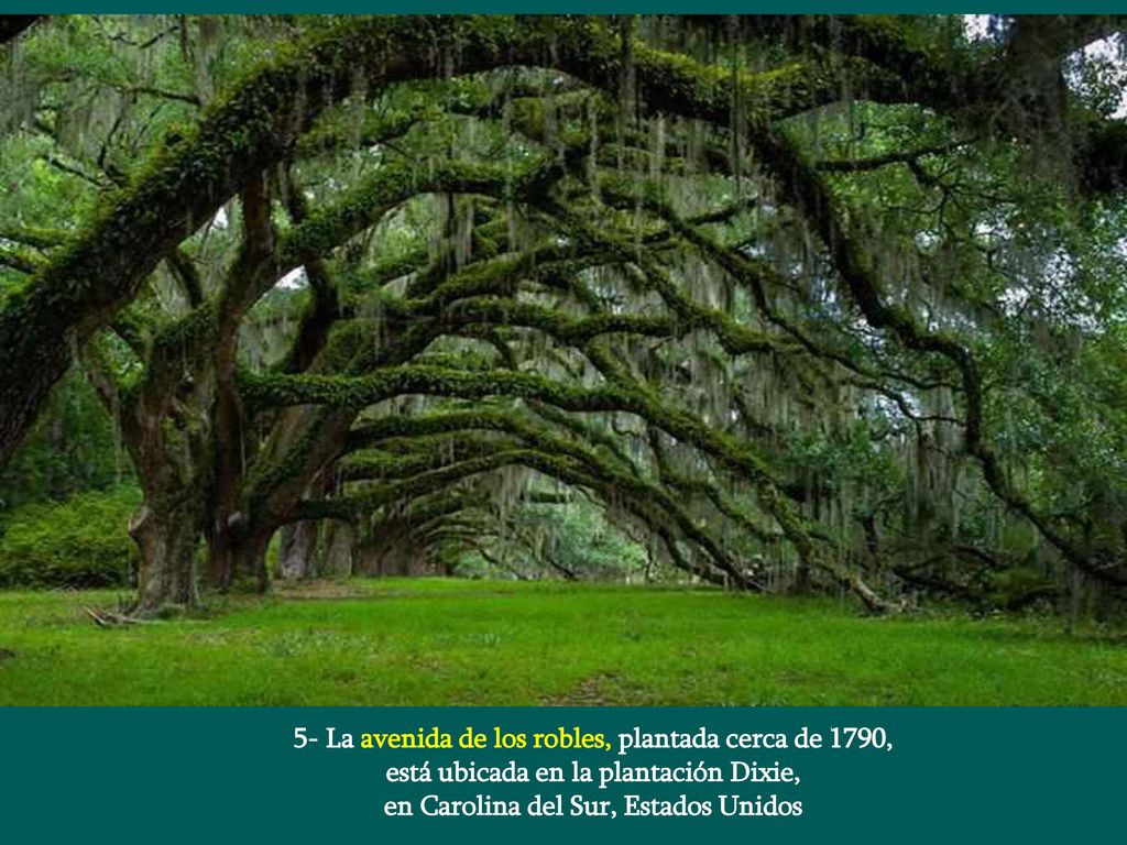 5- La avenida de los robles, plantada cerca de 1790,