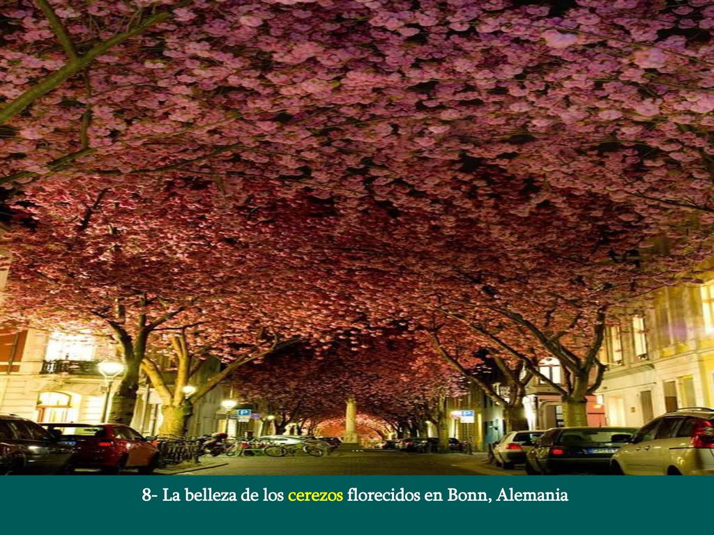 8- La belleza de los cerezos florecidos en Bonn, Alemania