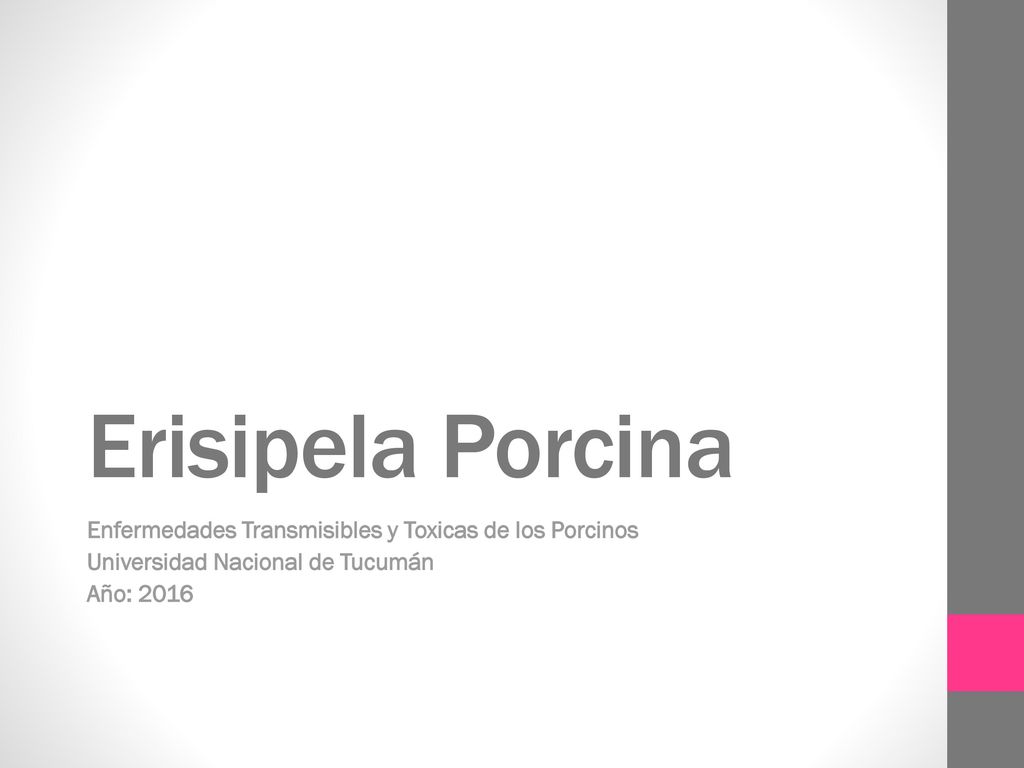 Erisipela Porcina Enfermedades Transmisibles y Toxicas de los Porcinos