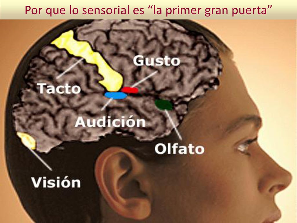 Por que lo sensorial es la primer gran puerta