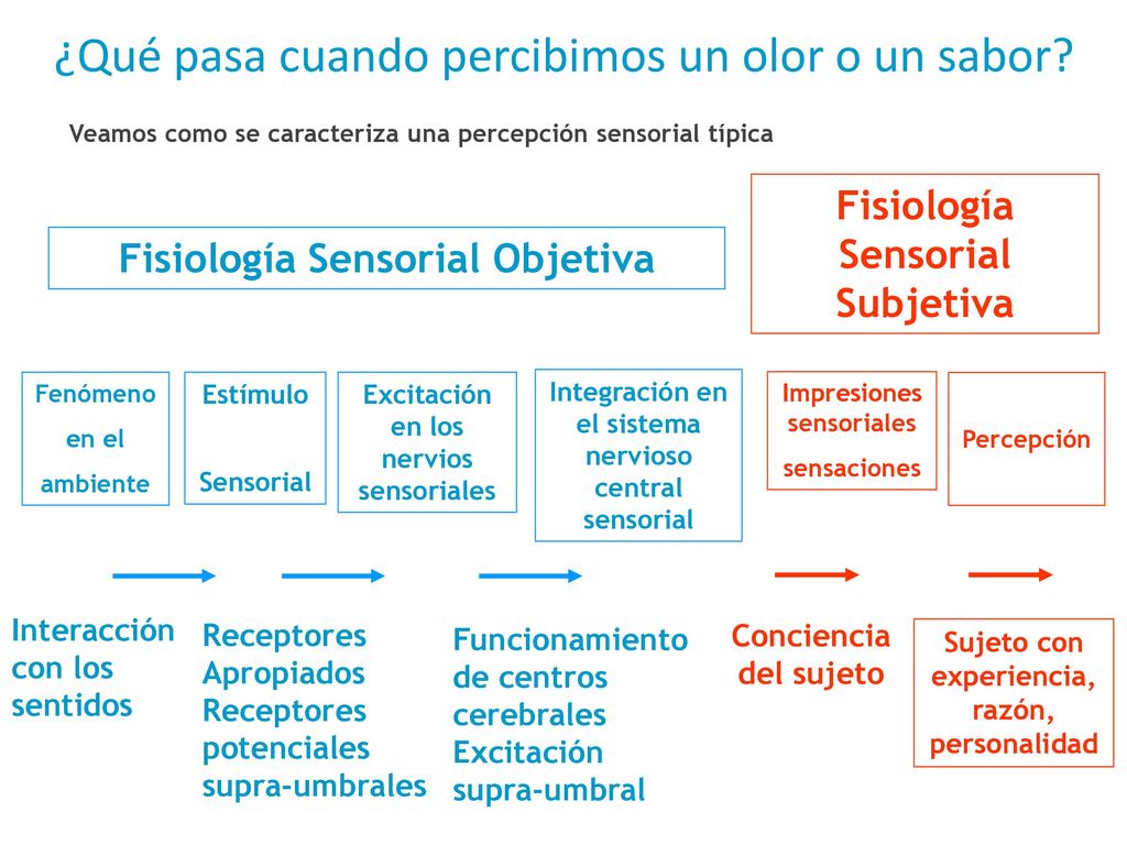 ¿Qué pasa cuando percibimos un olor o un sabor