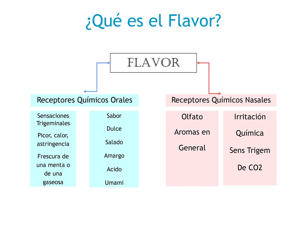 ¿Qué es el Flavor FLAVOR Receptores Químicos Orales