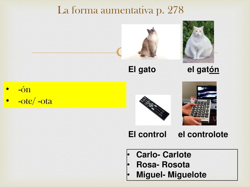 La forma aumentativa p ón -ote/ -ota El gato el gatón