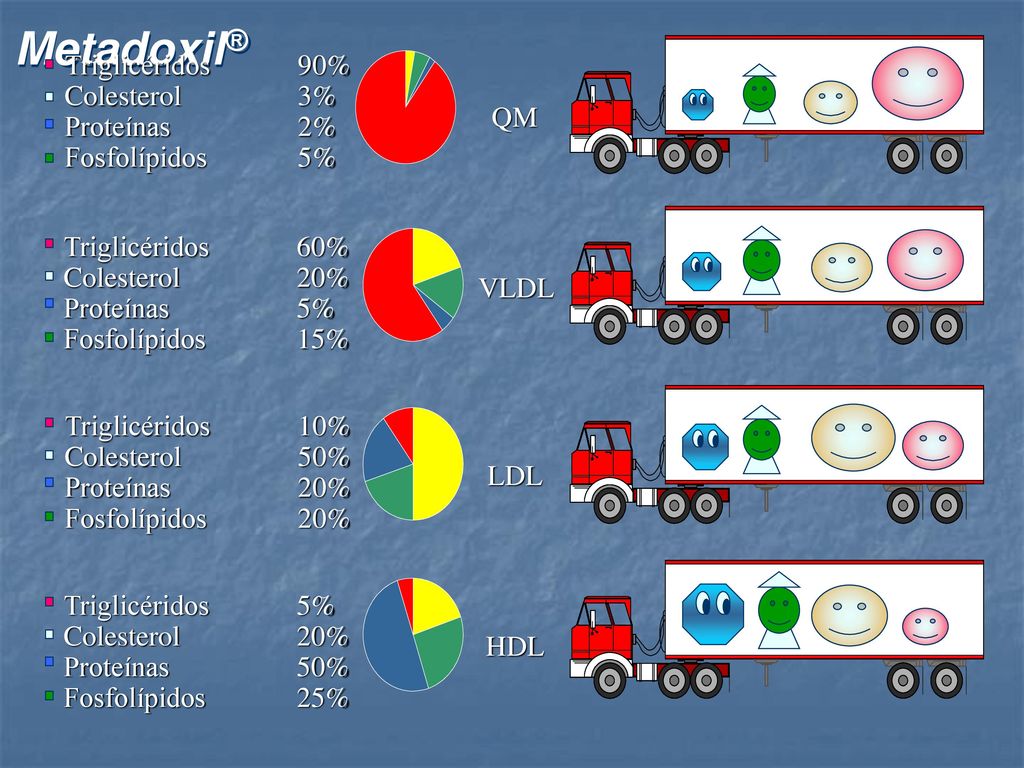 Triglicéridos 90% Colesterol 3% Proteínas 2% Fosfolípidos 5% QM. VLDL. Triglicéridos 60%