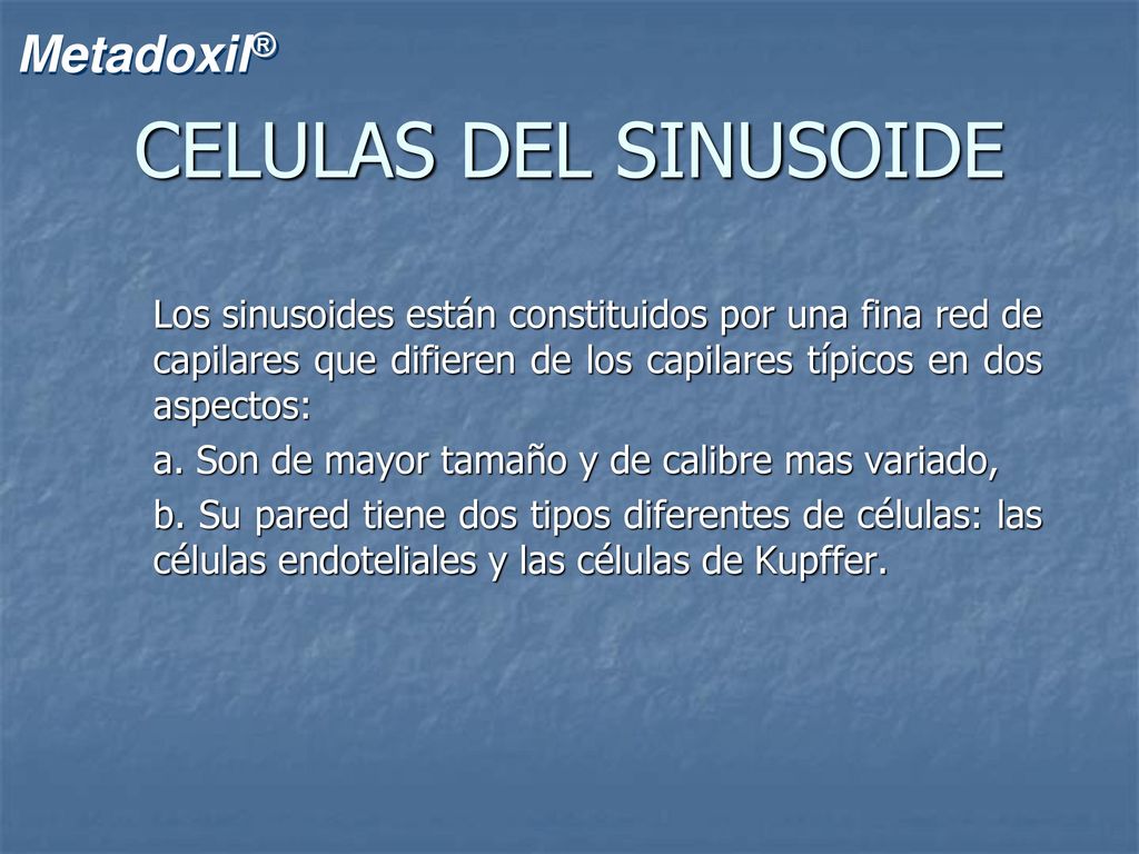 CELULAS DEL SINUSOIDE Los sinusoides están constituidos por una fina red de capilares que difieren de los capilares típicos en dos aspectos: