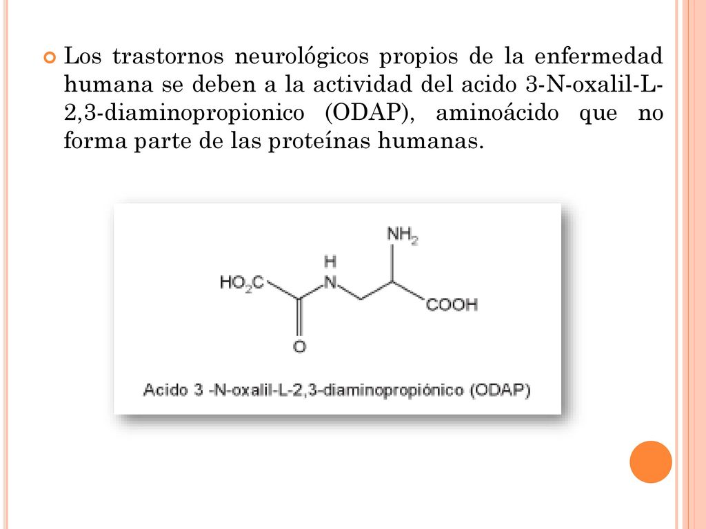 Los trastornos neurológicos propios de la enfermedad humana se deben a la actividad del acido 3-N-oxalil-L- 2,3-diaminopropionico (ODAP), aminoácido que no forma parte de las proteínas humanas.