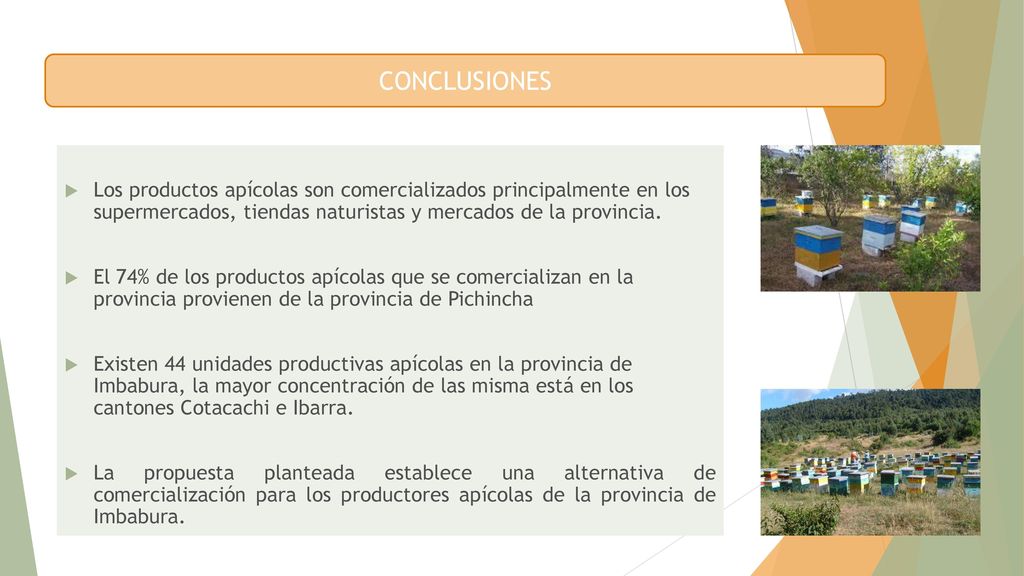 CONCLUSIONES Los productos apícolas son comercializados principalmente en los supermercados, tiendas naturistas y mercados de la provincia.
