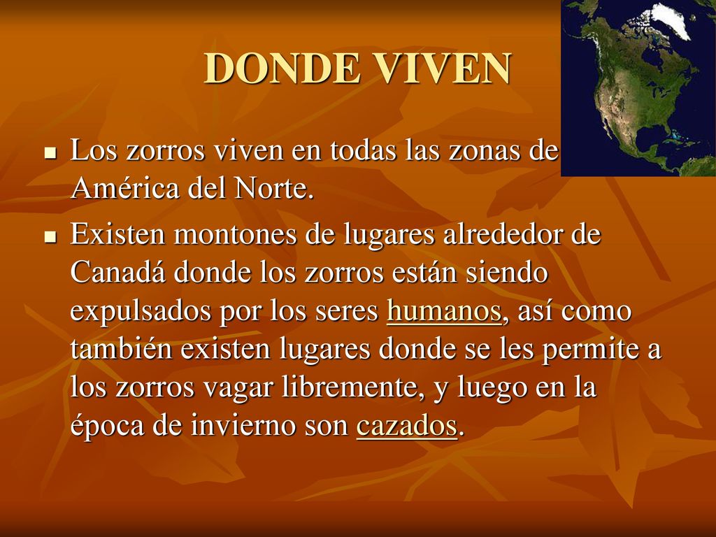 DONDE VIVEN Los zorros viven en todas las zonas de América del Norte.