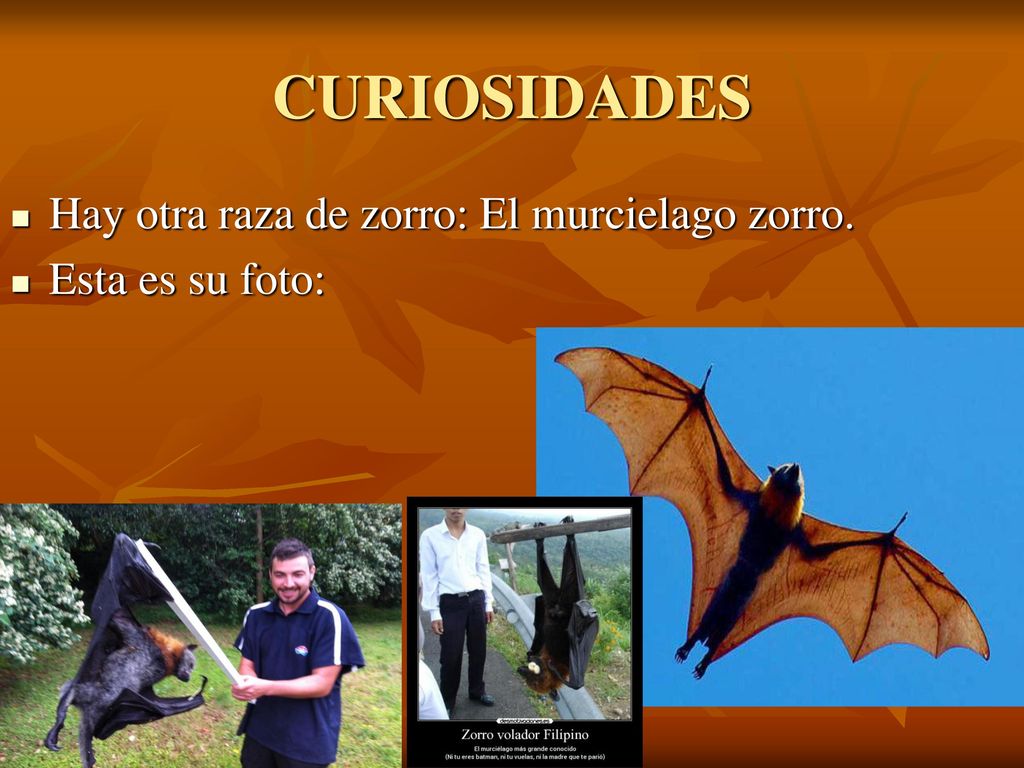 CURIOSIDADES Hay otra raza de zorro: El murcielago zorro.
