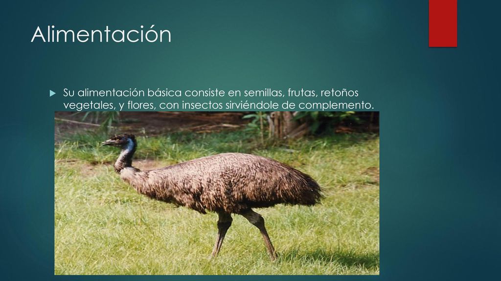 Alimentación Su alimentación básica consiste en semillas, frutas, retoños vegetales, y flores, con insectos sirviéndole de complemento.