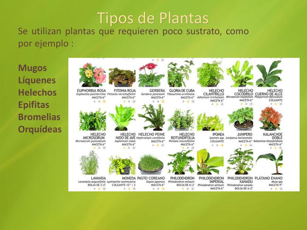 Tipos de Plantas Se utilizan plantas que requieren poco sustrato, como por ejemplo : Mugos. Líquenes.