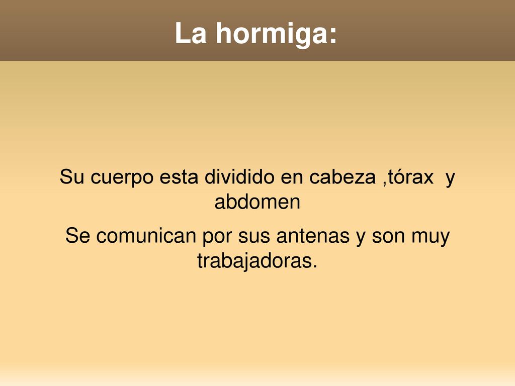 La hormiga: Su cuerpo esta dividido en cabeza ,tórax y abdomen