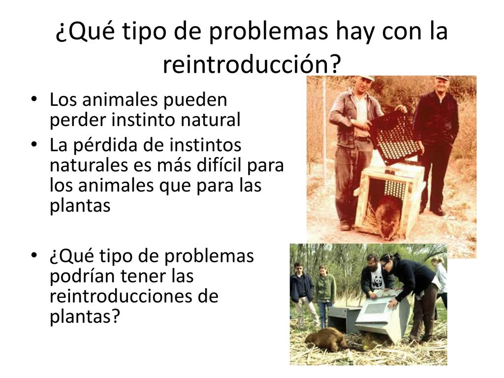 ¿Qué tipo de problemas hay con la reintroducción