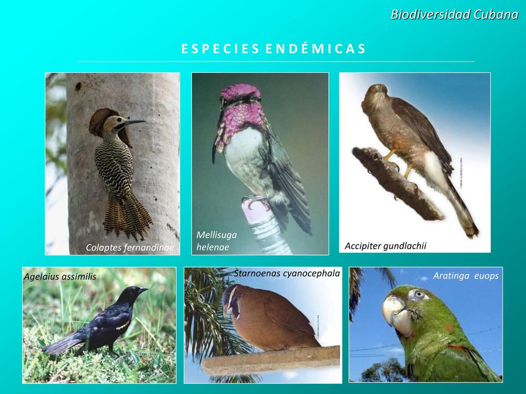 Biodiversidad Cubana E S P E C I E S E N D É M I C A S Mellisuga