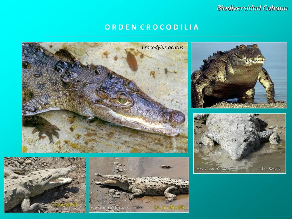 Biodiversidad Cubana O R D E N C R O C O D I L I A Crocodylus acutus