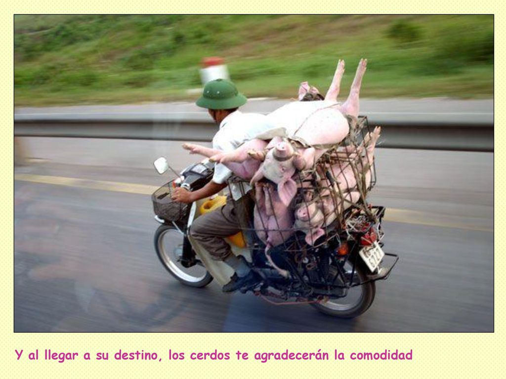 Y al llegar a su destino, los cerdos te agradecerán la comodidad