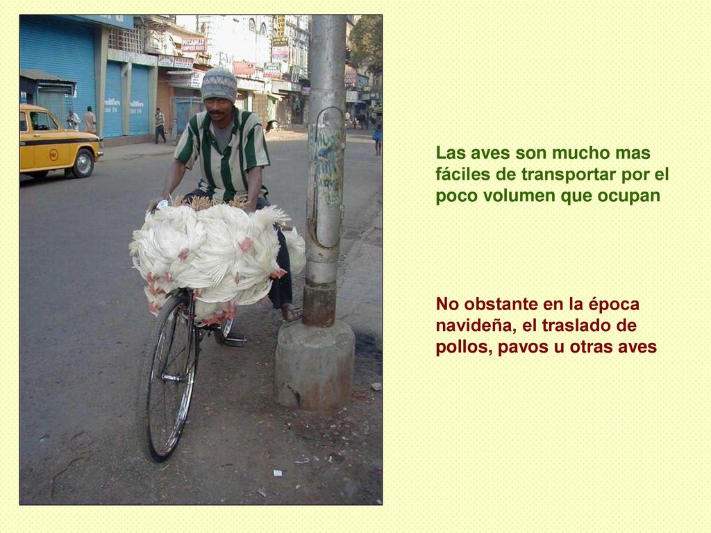 Las aves son mucho mas fáciles de transportar por el poco volumen que ocupan