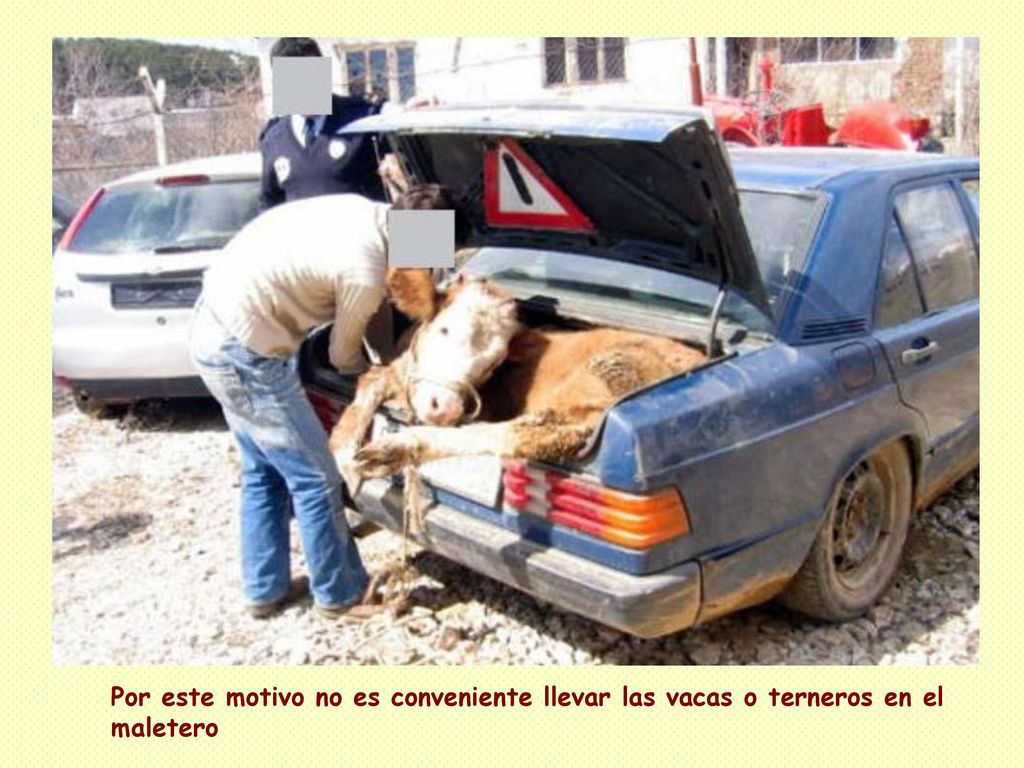 Por este motivo no es conveniente llevar las vacas o terneros en el maletero