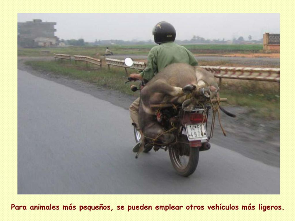 Para animales más pequeños, se pueden emplear otros vehículos más ligeros.