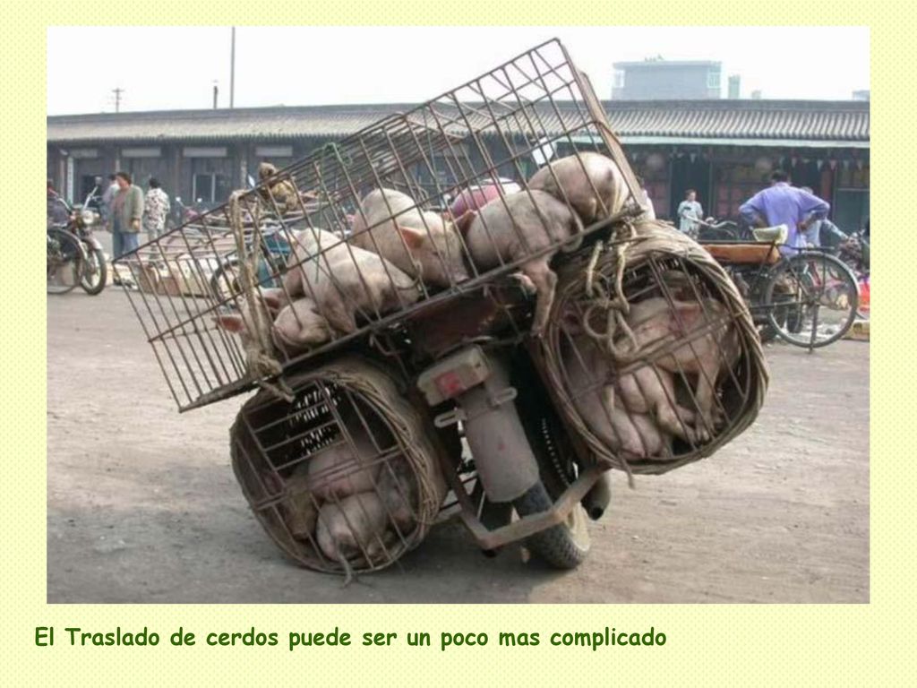 El Traslado de cerdos puede ser un poco mas complicado